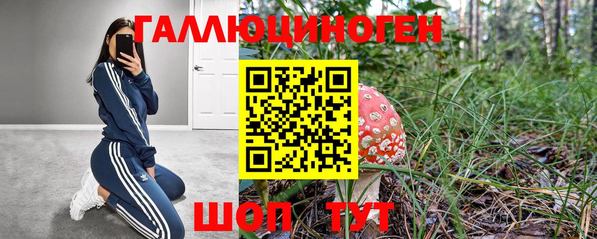 Псилоцибиновые грибы Psilocybe Одинцово